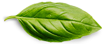 Contact Us Basil Leaf